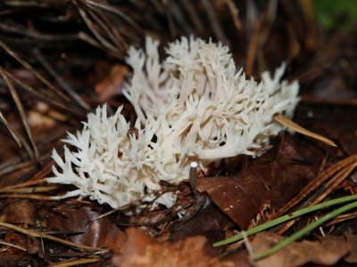 Gozdzienczyk grzebieniasty (Clavulina coralloides)