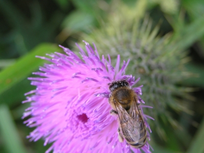 Pszczola miodna (Apis mellifera) 01