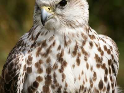Bialozor (Falco rusticolus)