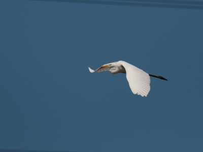 Czapla biala (Egretta alba) 01
