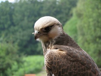 Rarog (Falco cherrug) 01