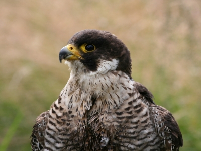 Sokol wedrowny (Falco peregrinus) 01
