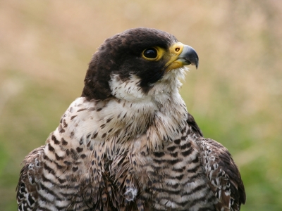 Sokol wedrowny (Falco peregrinus) 02