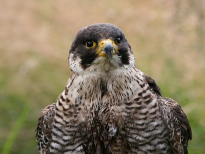 Sokol wedrowny (Falco peregrinus) 03