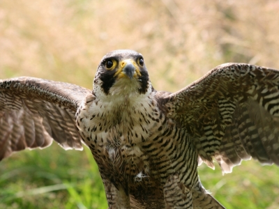 Sokol wedrowny (Falco peregrinus) 04