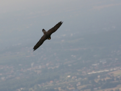 Sokol wedrowny (Falco peregrinus) 05