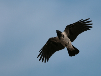 Wrona siwa (Corvus cornix) 01