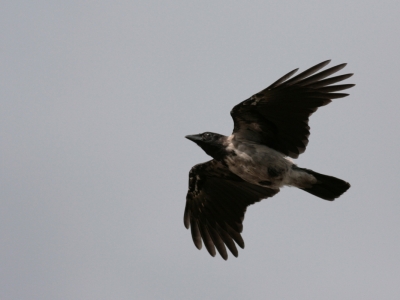 Wrona siwa (Corvus cornix) 02