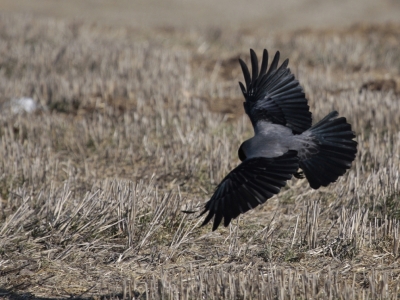 Wrona siwa (Corvus cornix) 06
