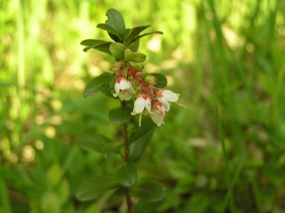 Borowka brusznica (Vaccinium vitis-idaea)
