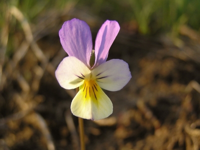 Fiolek trojbarwny (Viola tricolor) 01