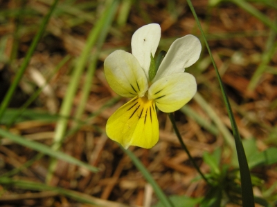 Fiolek trojbarwny (Viola tricolor) 03