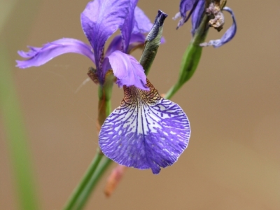 Kosaciec syberyjski (Iris sibirica L.)