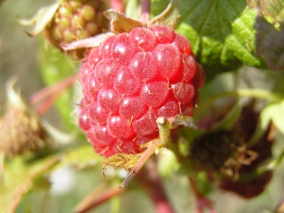 Malina wlasciwa (Rubus idaeus) 01