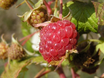 Malina wlasciwa (Rubus idaeus) 02