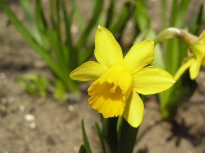 Narcyz zonkil (Narcissus jonquilla) 01