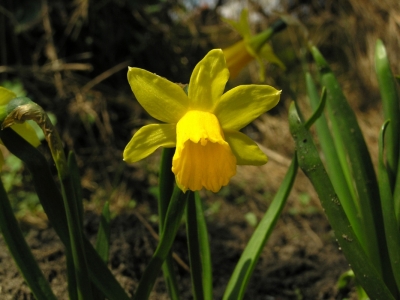 Narcyz zonkil (Narcissus jonquilla) 02