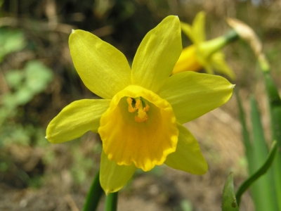 Narcyz zonkil (Narcissus jonquilla) 03