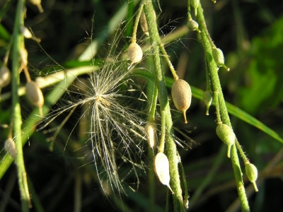 Oliwnik waskolistny (Elaeagnus angustifolia)