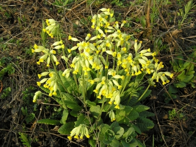 Pierwiosnka lekarska (Primula veris) 02