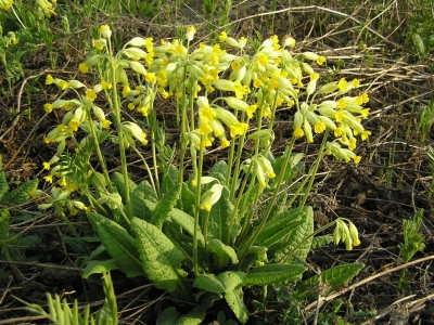 Pierwiosnka lekarska (Primula veris) 04