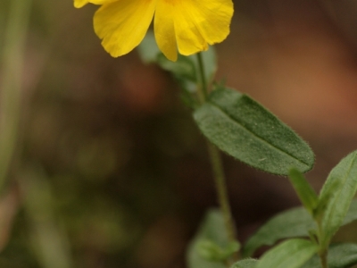 Poslonek rozeslany (H. nummularium ssp. obscurum) 02