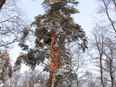 Sosna zwyczajna (Pinus sylvestris) 01