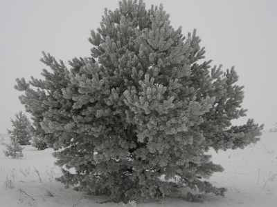Sosna zwyczajna (Pinus sylvestris) 02