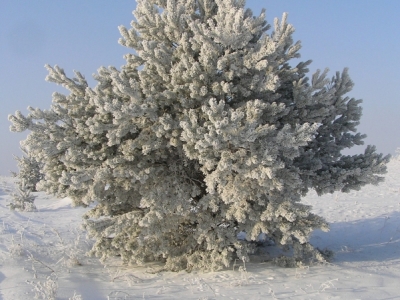 Sosna zwyczajna (Pinus sylvestris) 03