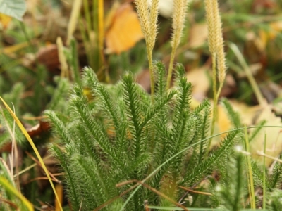 Widlak gozdzisty (Lycopodium clavatum)