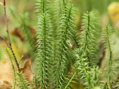 Widlak jalowcowaty (Lycopodium annotinum)