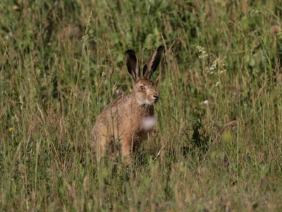 Zajac szarak(Lepus europaeus) 02