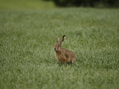 Zajac szarak(Lepus europaeus) 03