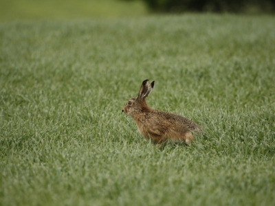 Zajac szarak(Lepus europaeus) 04