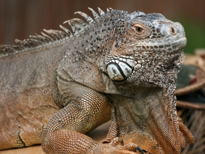 Legwan (Iguana iguana)