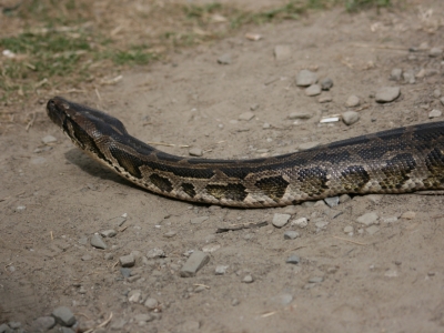 Pyton tygrysi (Python molurus) 02