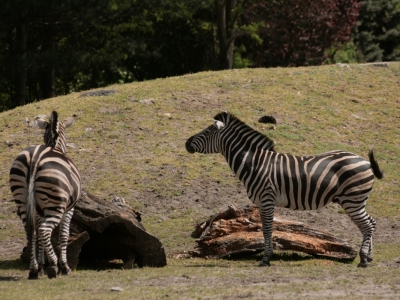 Zebra stepowa (Equus quagga)