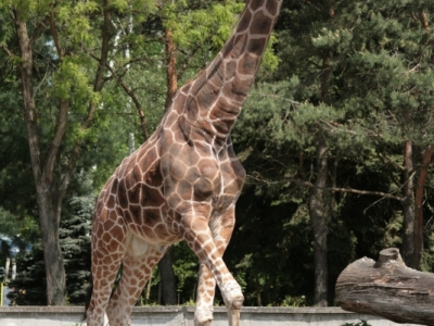 Zyrafa (Giraffa camelopardalis) 02